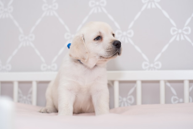 Cute fawn puppy on the bed and pillow.