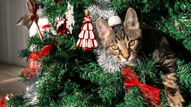 可愛い猫 ⁇ 家用の猫 ⁇ クリスマスの飾り木を遊びながら破壊します ⁇ 