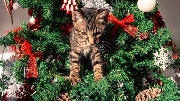 可愛い猫 ⁇ 家用の猫 ⁇ クリスマスの飾り木を遊びながら破壊します ⁇ 