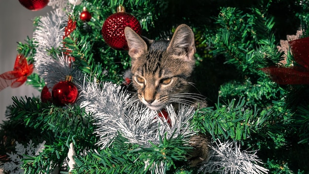 可愛い猫家畜の猫遊びながらクリスマスデコレーションツリーを破壊する