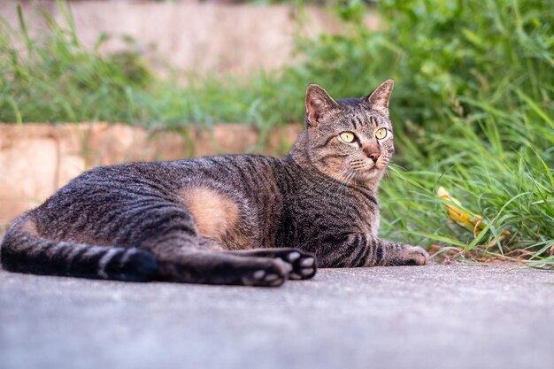 콘크리트 바닥에 앉아 있는 귀여운 암컷 고양이