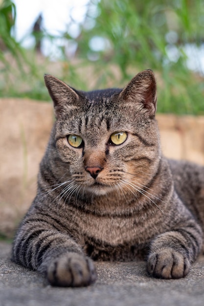 コンクリートの床に座っているかわいい雌猫