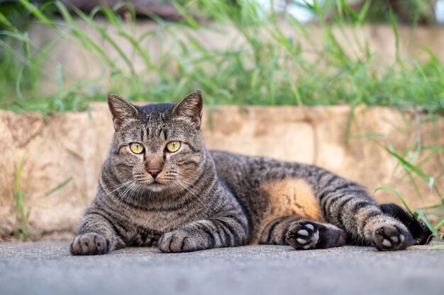 写真 コンクリートの床に座っているかわいい雌猫