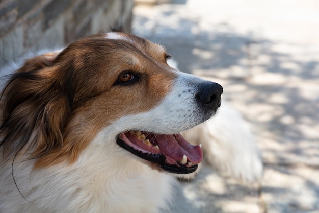 かわいい女性のギリシャの羊飼いの犬のクローズ アップ ビューは、屋外の背景をぼかし