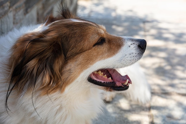 かわいい女性のギリシャの羊飼いの犬のクローズ アップ ビューは、屋外の背景をぼかし