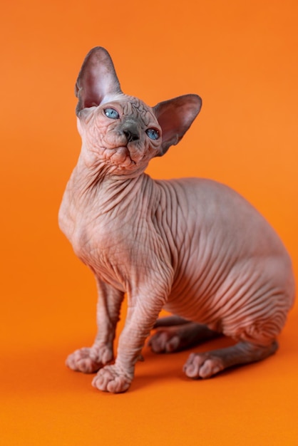 Cute female kitten of color blue mink and white sitting in artistic pose on orange background