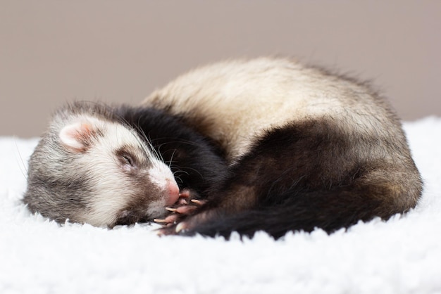 かわいいフェレットが眠っています