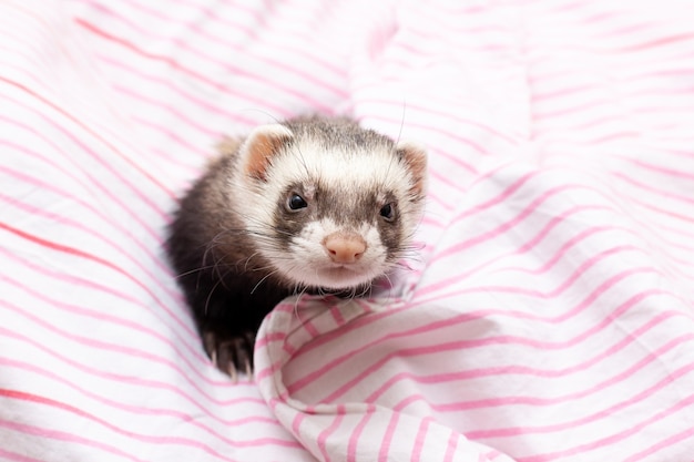 The cute ferret with pink scarf