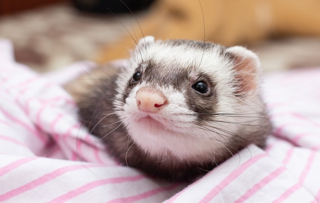 Photo the cute ferret with pink scarf