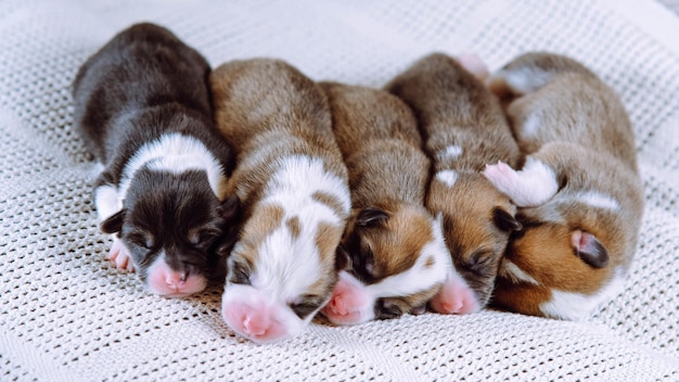 귀여운 5마리의 다색 맹인 졸고 있는 웨일스 코기 강아지들이 줄지어 있는 흰색 부드러운 담요에서 함께 자고 있습니다.