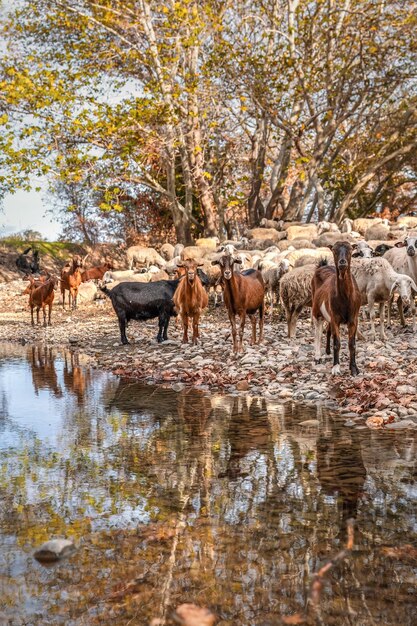 Foto carino gregge di capre e pecore nel paesaggio riflesso del cielo evros grecia.