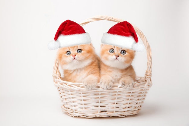 Милый пушистый рыжий котенок в новогодней шапке на белом фоне