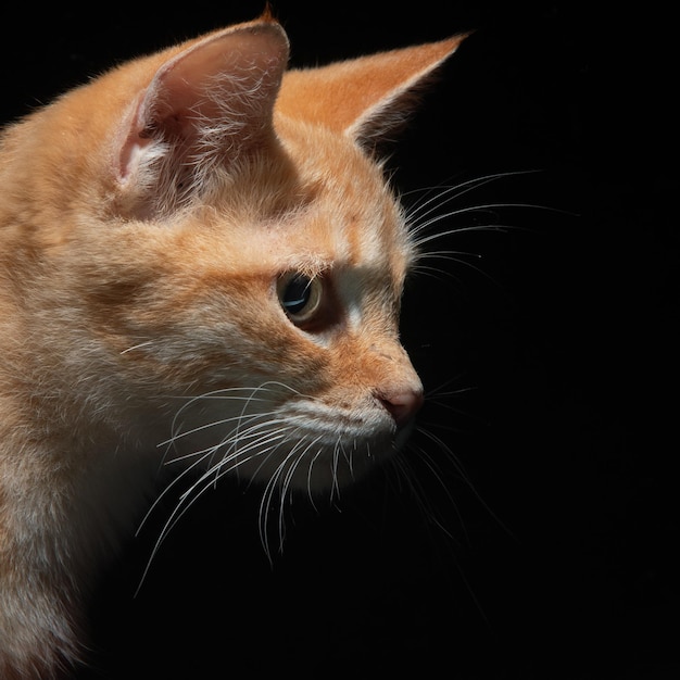 Cute fluffy cat in close up