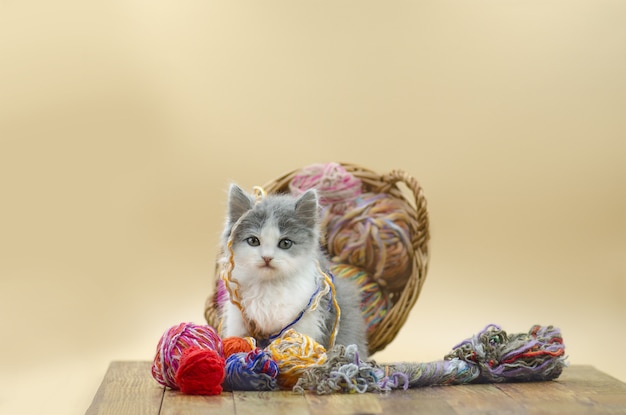 Photo cute fluffy cat is playing with ball of knitting.