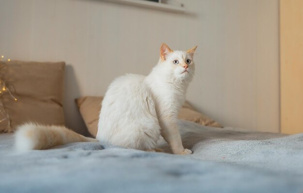 Cute fluffy cat with lights at home