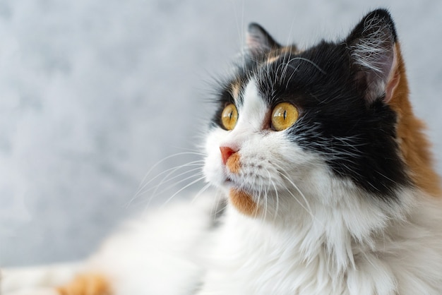 Simpatico gatto birichino con gli occhi arancioni. avvicinamento.