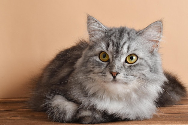 A cute fluffy gray cat is lying on a wooden table Pet