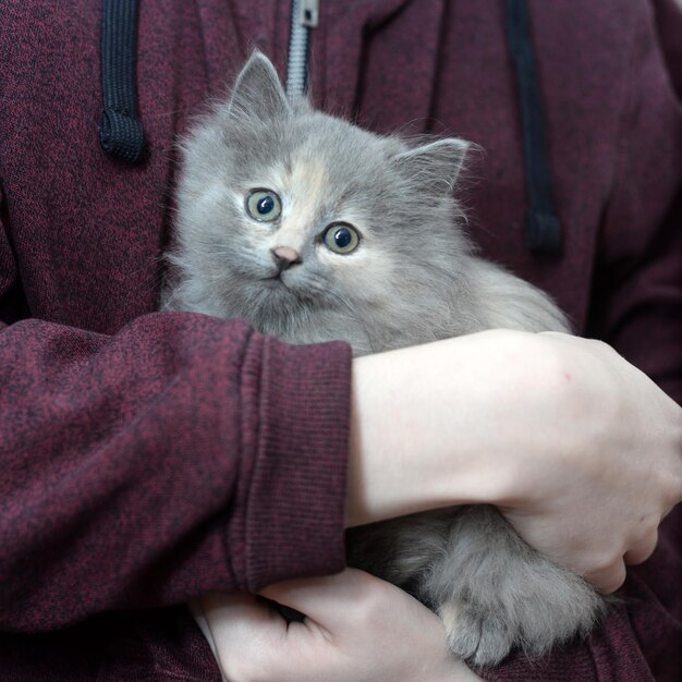 あなたの手でかわいいふわふわの灰色の子猫