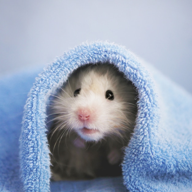 A cute fluffy hamster under a towel