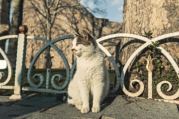 かわいいふわふわのイスタンブールのストリートキャット