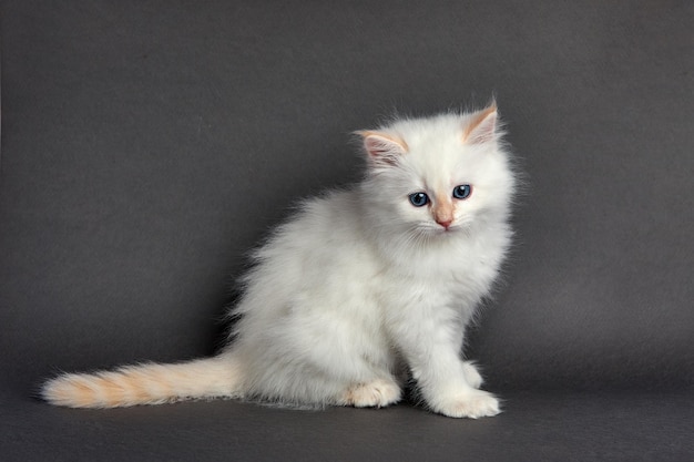 Cute fluffy kitten against light background space for text