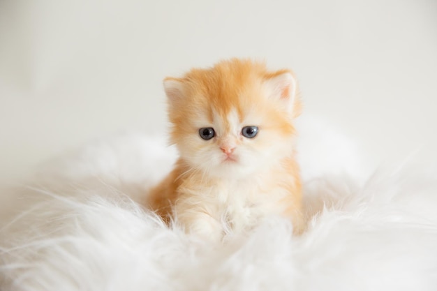 Cute fluffy kitten on a fur blanket isolated on a white background