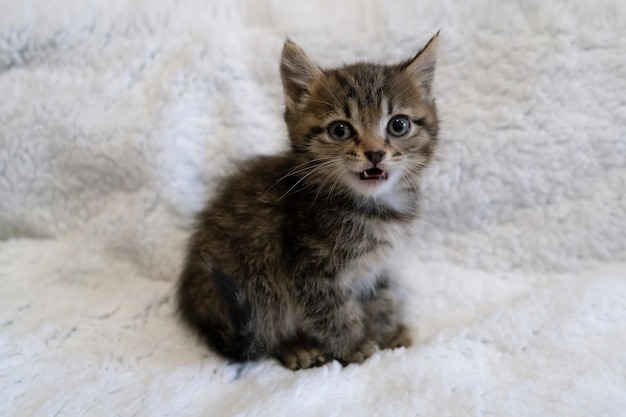 cute fluffy kitten looks at the camera tabby kitten