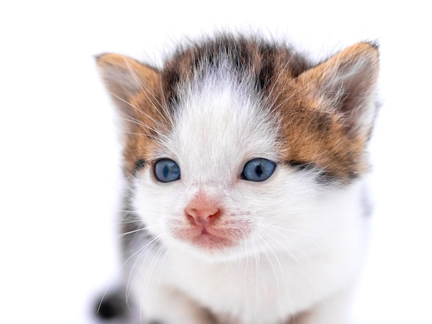 Cute fluffy kitten on white isolated background Magic cat