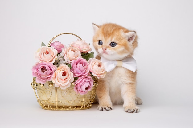 Cute fluffy kitten with a bouquet of flowers and a bow tie isolated on a white background