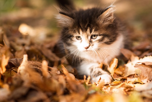 秋の黄色の葉の中でかわいいふわふわ子猫