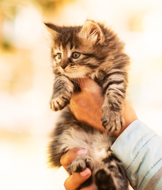 Cute fluffy kitten among yellow leaves in autumn