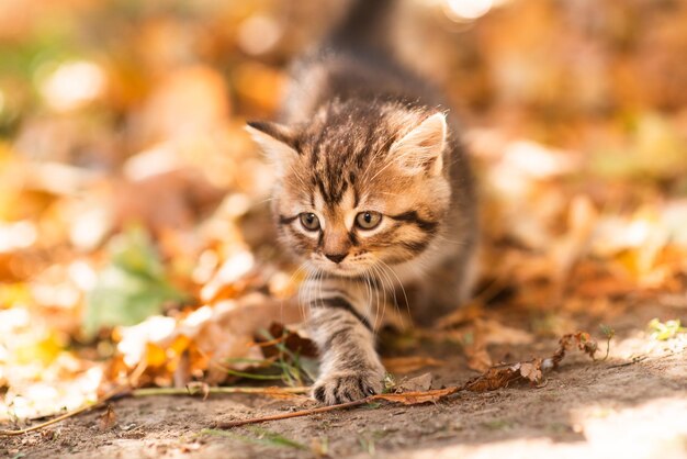 Cute fluffy kitten among yellow leaves in autumn