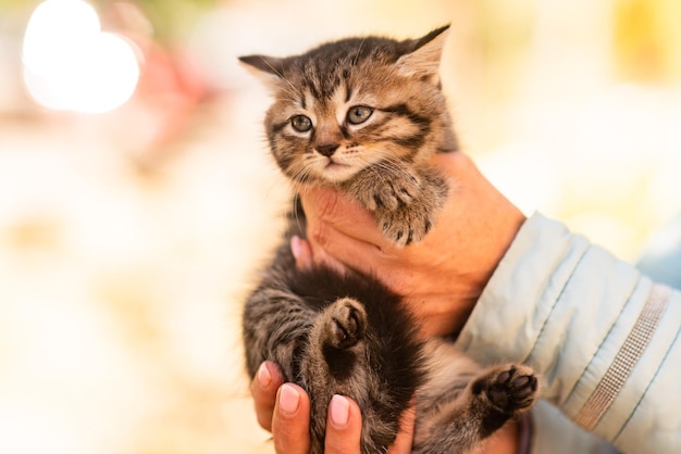 Cute fluffy kitten among yellow leaves in autumn