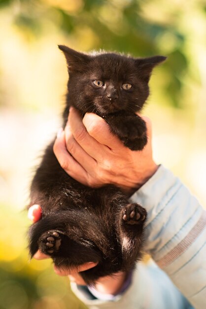 가을에 노란 잎 사이에 귀여운 솜털 고양이