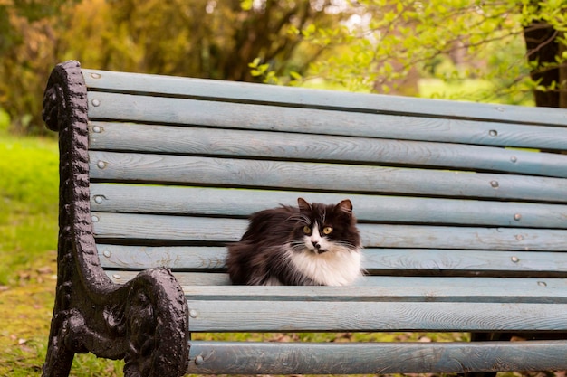 Cute fluffy kitty is lying on a wooden bench in a city park The life of street homeless animals