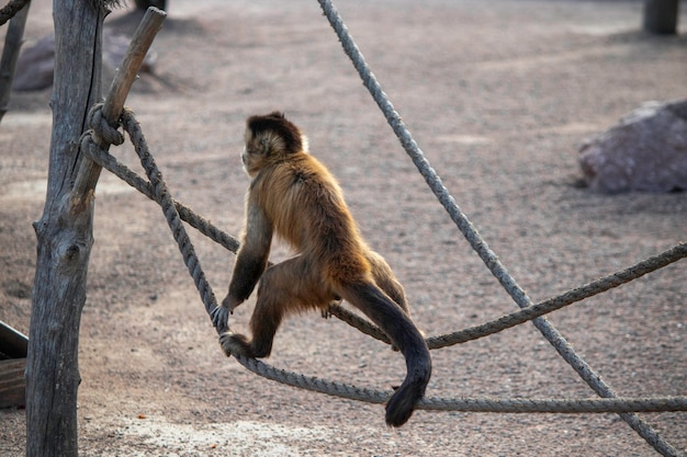 Cute fluffy monkey walks on a tightrope