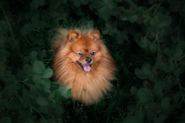 Cute fluffy pomeranian dog outdoor