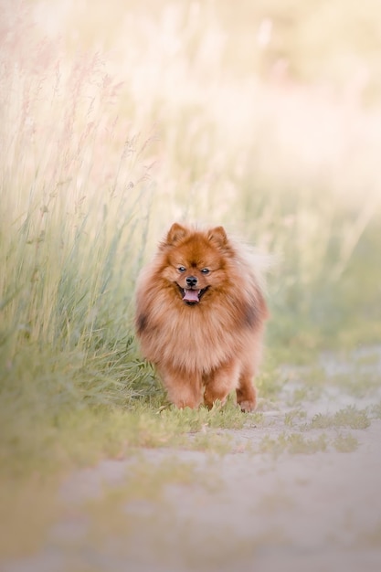 Cute fluffy pomeranian dog outdoor