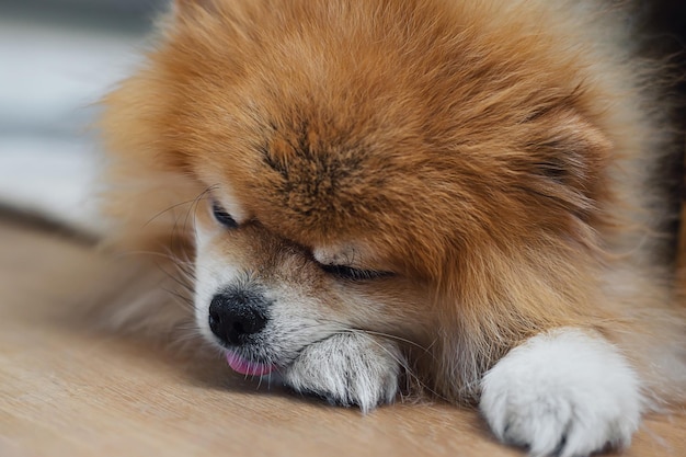 Foto simpatico cane pomeranian soffice che dorme con la lingua fuori su un pavimento animale felice che riposa con un pisolino cucciolo di razza pura