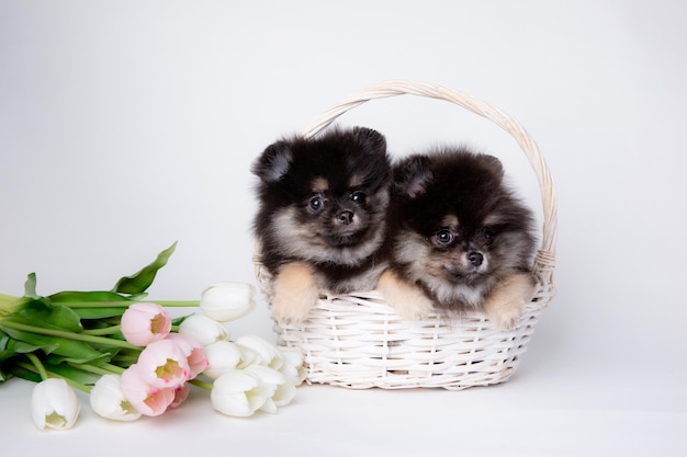 Cute fluffy Pomeranian puppy sits in a basket with a bouquet of spring flowers on a white background