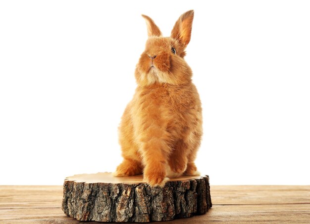 Cute fluffy rabbit on stump and white background