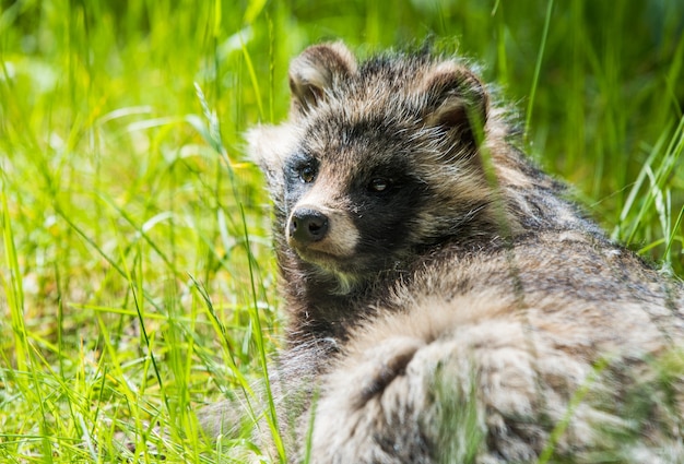 Cute fluffy raccoon dog sitting in the green grass