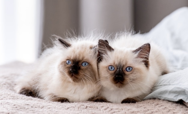 Cute fluffy ragdoll kittens lying close to each other and sleeping together in the bed. Portrait of two american breed feline kitty resting at home with daylight. Little purebred domestic cats napping