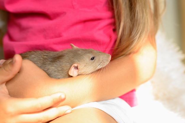 cute fluffy rat in hands vibrant little girl