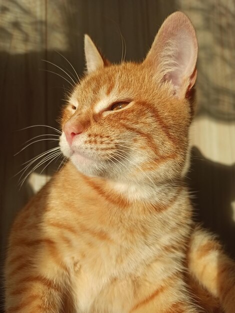 かわいいふわふわの赤い猫が座って日光浴をする