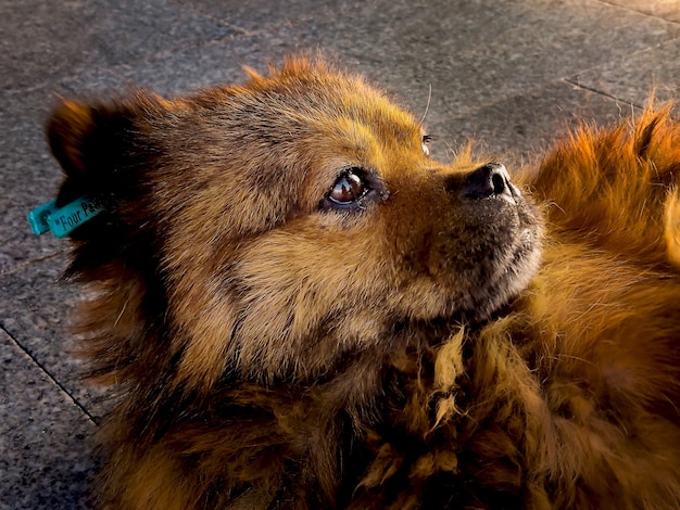 通りの太陽の下で悲しい物思いにふける目を持つかわいいふわふわの赤い犬