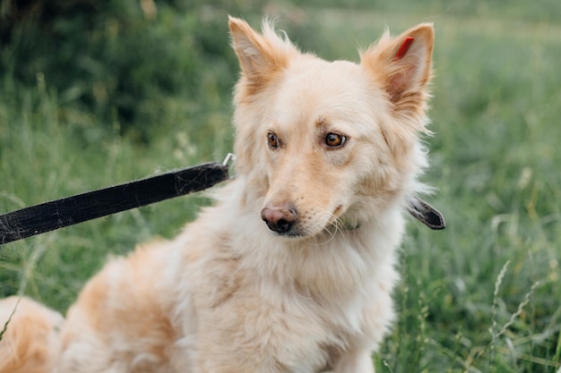 Cute fluffy scared dog walking in green grass in summer park Adorable mixed breed puppy with big fur on a walk at shelter Adoption concept Stray foxy dog