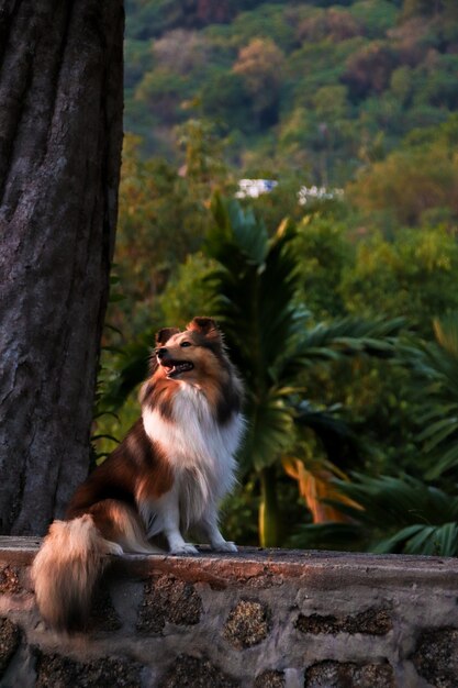 Photo cute fluffy shetland sheepdog