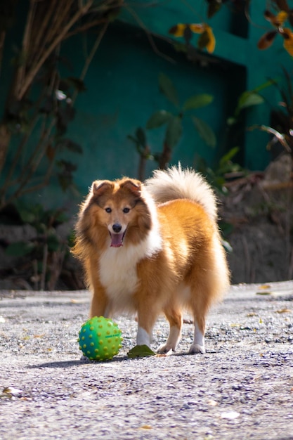 Cute fluffy shetland sheepdog