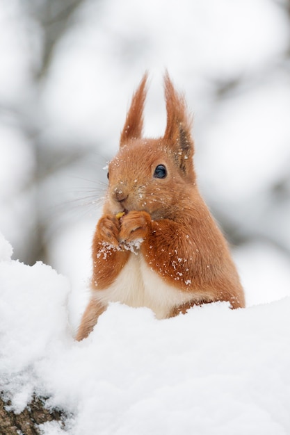 Cute fluffy squirrel eating nuts on a white snow in the winter forest